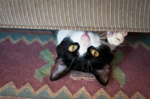 Marshall hiding under the couch.